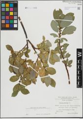 Foto von Salix hastata L.